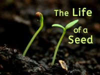The_Life_of_a_Seed